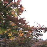 Kotoha Umamachi